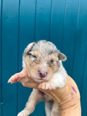 Les chiots de Colley à poil long