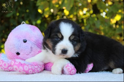 Les chiots de Berger Australien