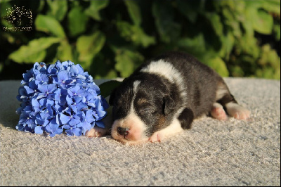 Les chiots de Berger Australien