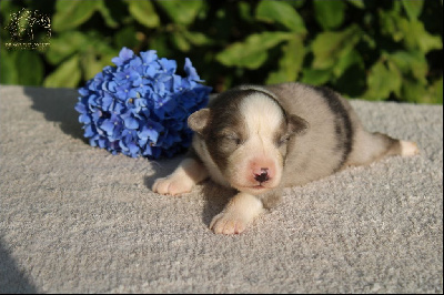 Les chiots de Berger Australien