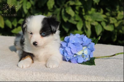 Les chiots de Berger Américain Miniature 