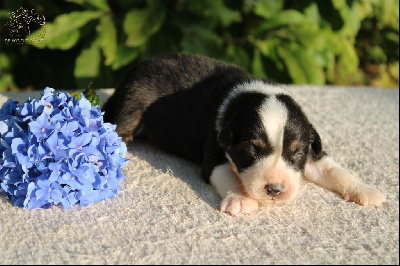 Les chiots de Berger Australien