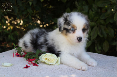 Les chiots de Berger Australien