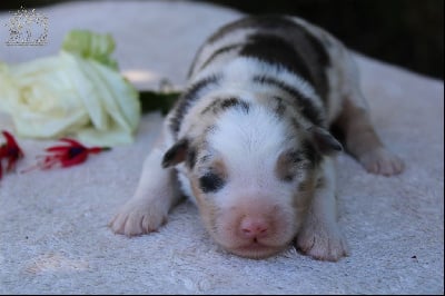 Les chiots de Berger Australien