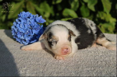 Les chiots de Berger Australien