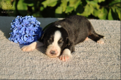 Les chiots de Berger Australien