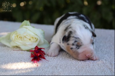 Les chiots de Berger Australien