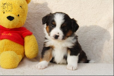 Les chiots de Berger Américain Miniature 