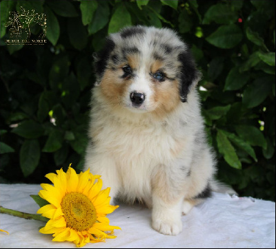 Les chiots de Berger Australien