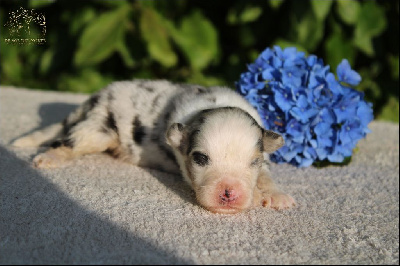 Les chiots de Berger Australien