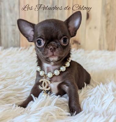 Les chiots de Chihuahua