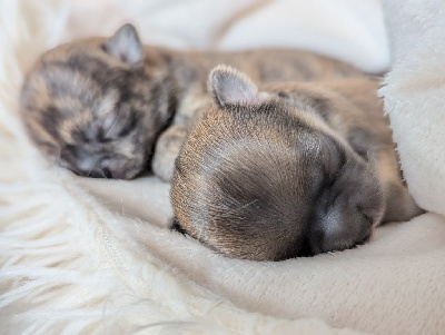 Les chiots de Chihuahua