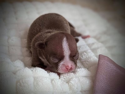 Les chiots de Chihuahua