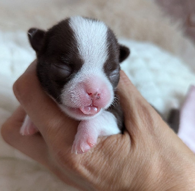 Les chiots de Chihuahua