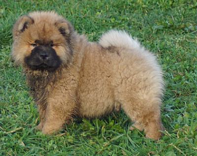 Les chiots de Chow Chow