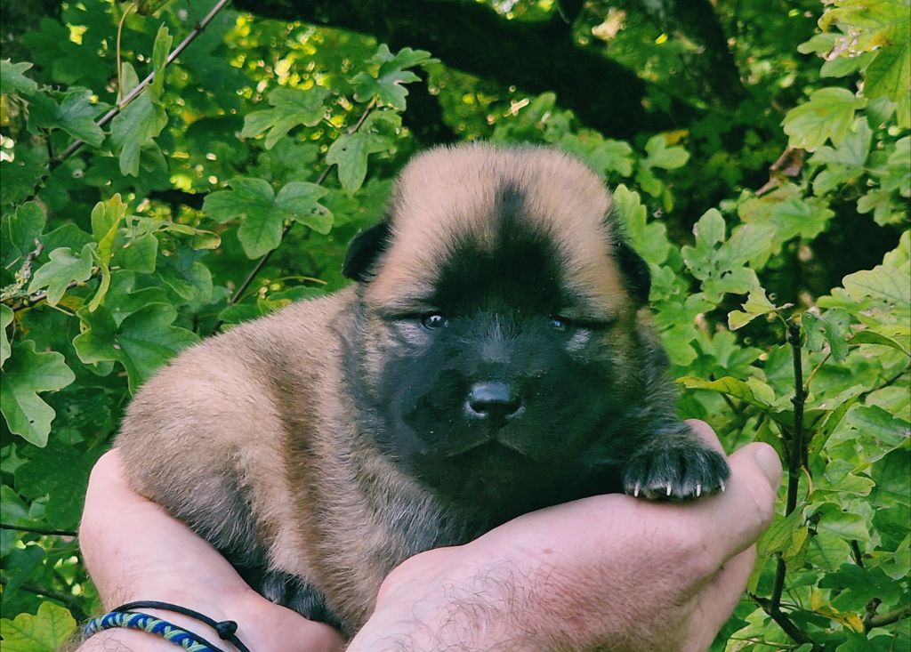 CHIOT 5 - Eurasier