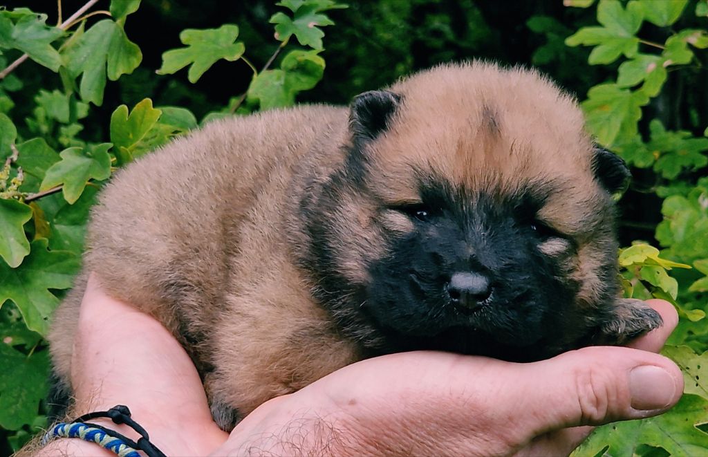 CHIOT 8 - Eurasier