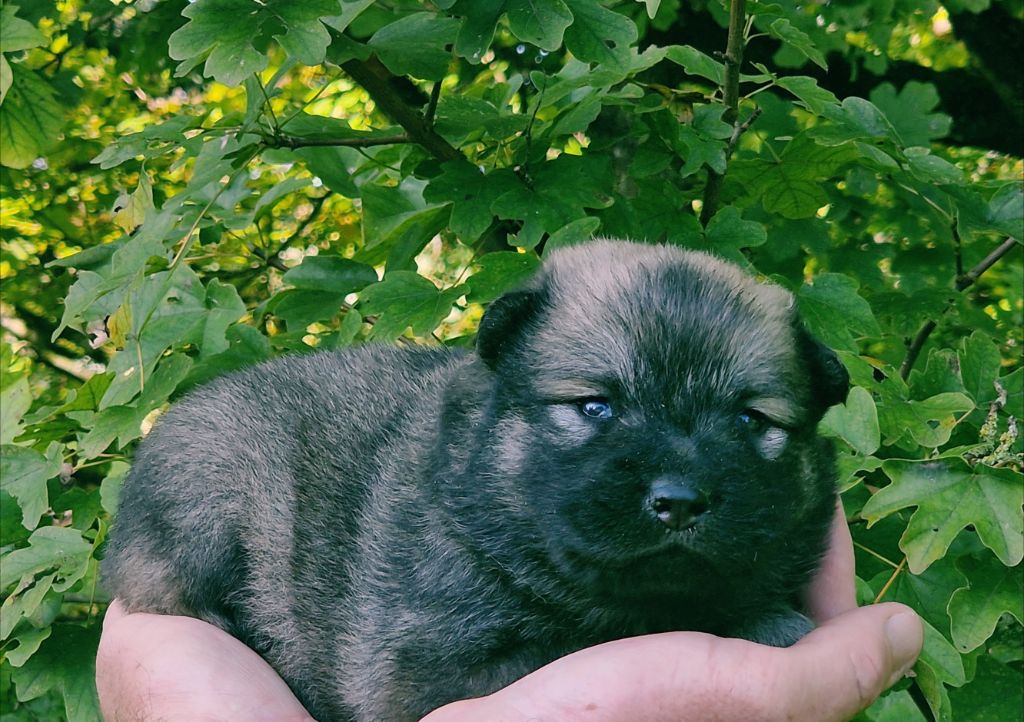 CHIOT 4 - Eurasier