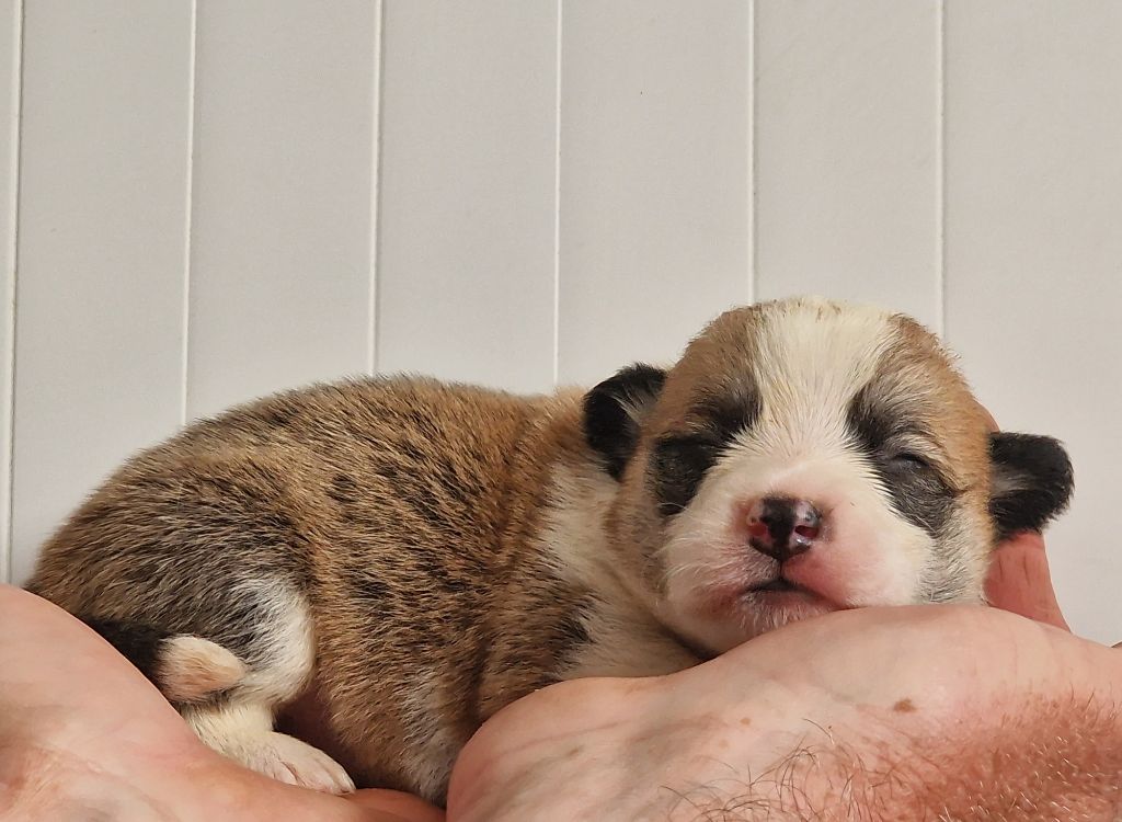 CHIOT 1 - Welsh Corgi Pembroke