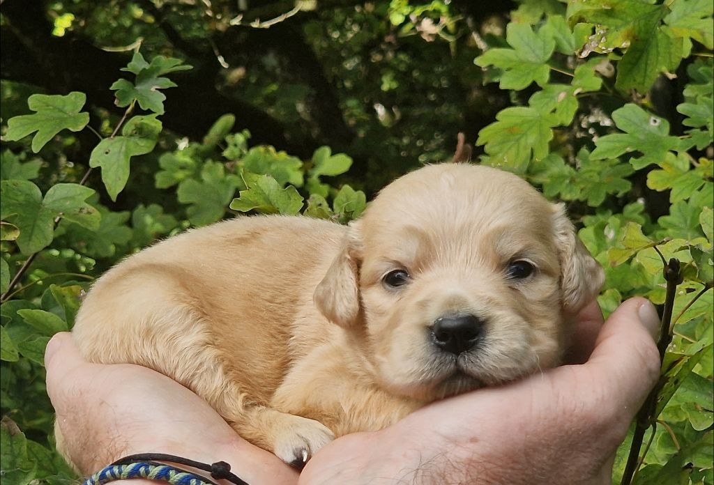 CHIOT 7 - Golden Retriever