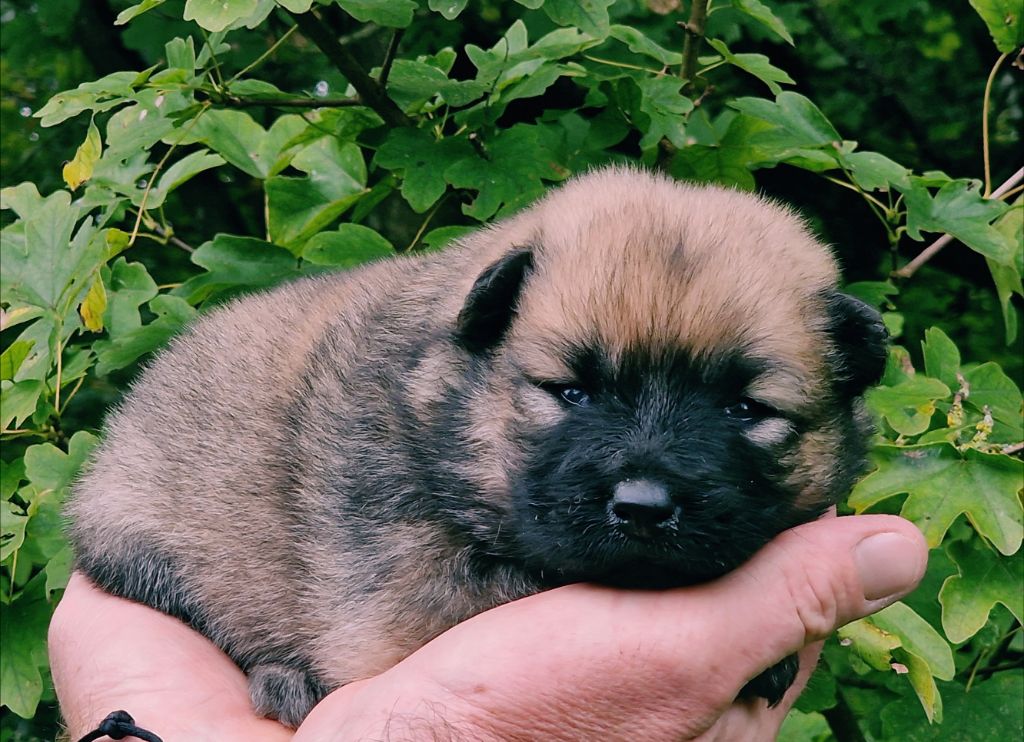 CHIOT 7 - Eurasier