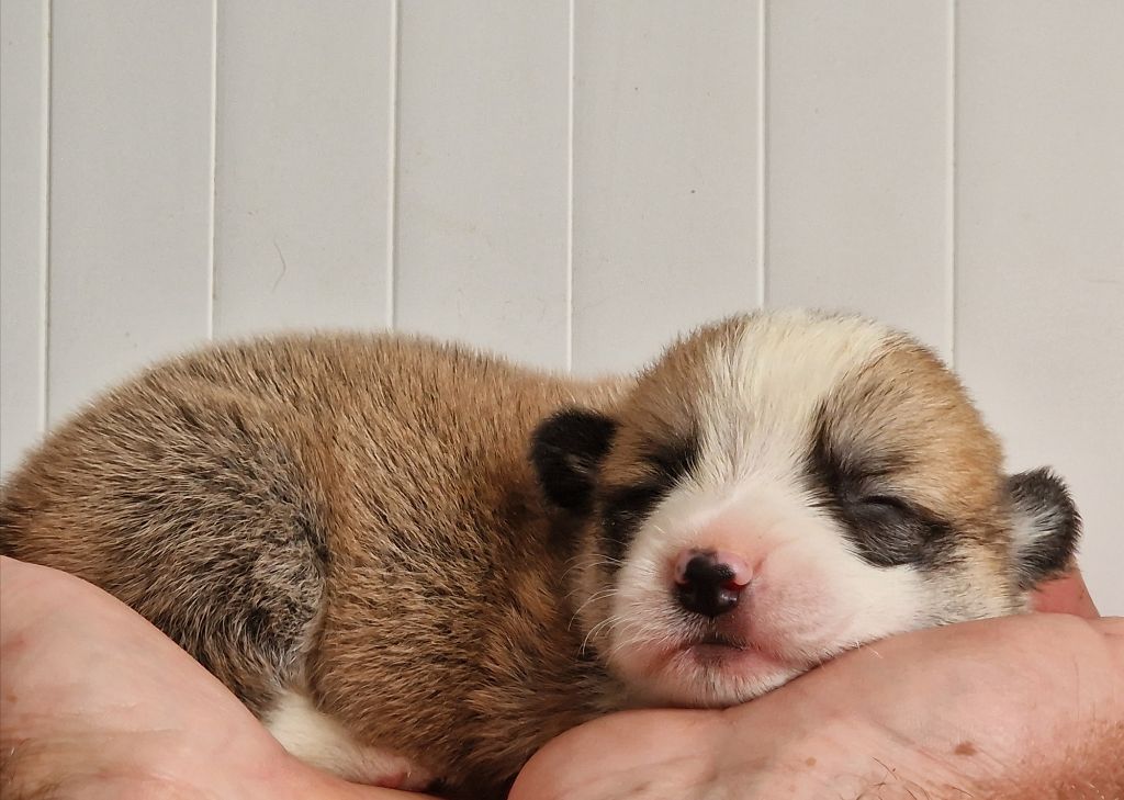 CHIOT 3 - Welsh Corgi Pembroke