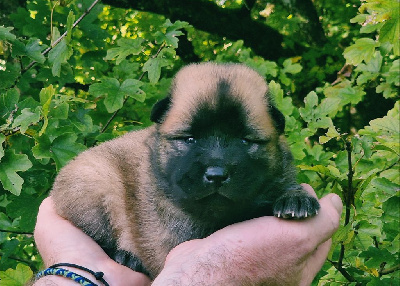 Les chiots de Eurasier