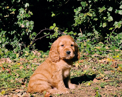 Les chiots de Cocker Spaniel Anglais