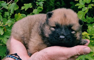 Les chiots de Eurasier