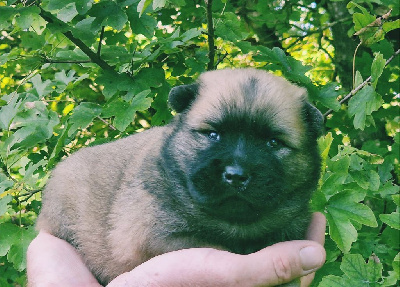 Les chiots de Eurasier