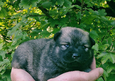 Les chiots de Eurasier