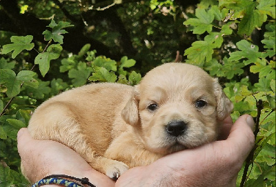 Les chiots de Golden Retriever