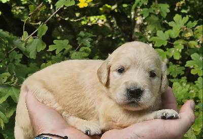 Les chiots de Golden Retriever