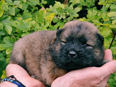 Les chiots de Eurasier