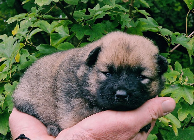 Les chiots de Eurasier