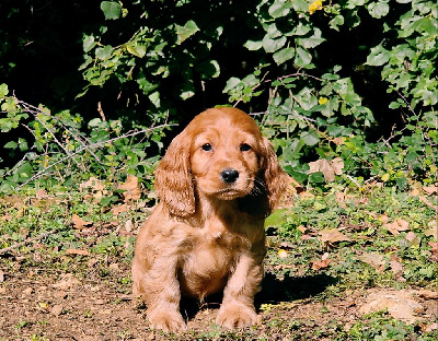 Les chiots de Cocker Spaniel Anglais