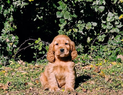 Les chiots de Cocker Spaniel Anglais