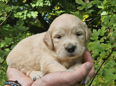 Les chiots de Golden Retriever