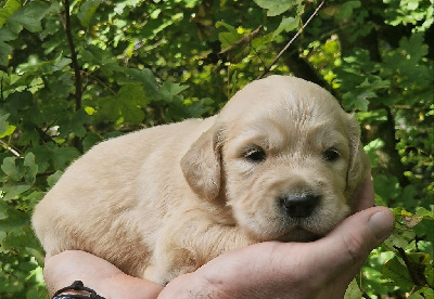 Les chiots de Golden Retriever