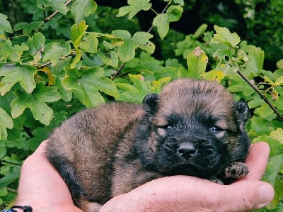 Les chiots de Eurasier