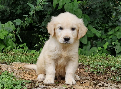 Les chiots de Golden Retriever