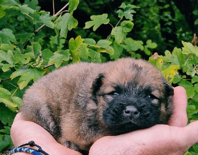 Les chiots de Eurasier