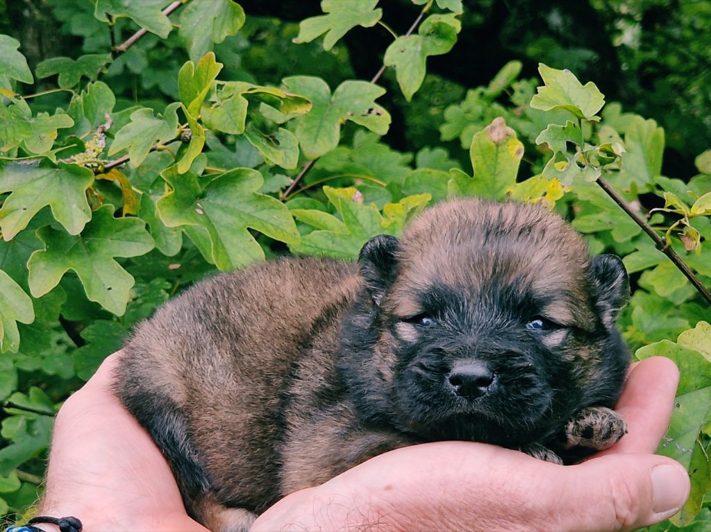 CHIOT 1 - Eurasier