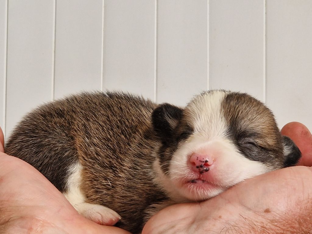 CHIOT 5 - Welsh Corgi Pembroke