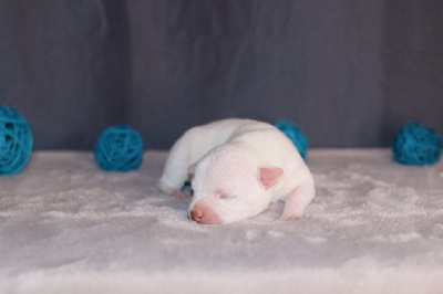 Les chiots de Staffordshire Bull Terrier