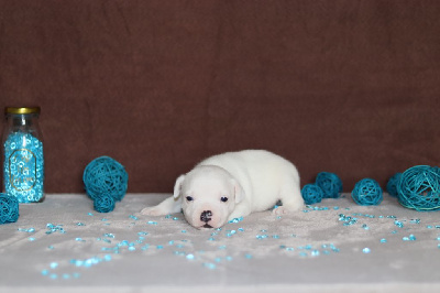 Les chiots de Staffordshire Bull Terrier