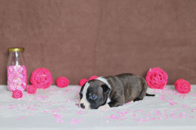 Les chiots de Staffordshire Bull Terrier