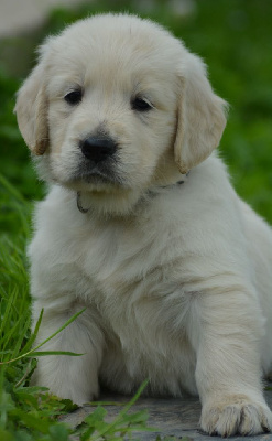 Les chiots de Golden Retriever