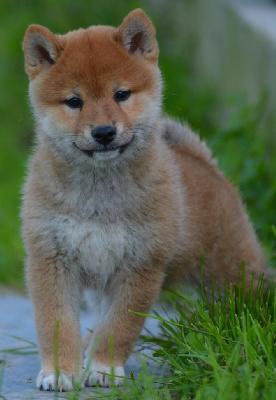 Les chiots de Shiba