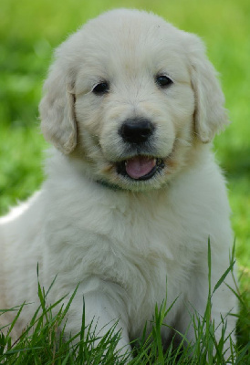 Les chiots de Golden Retriever